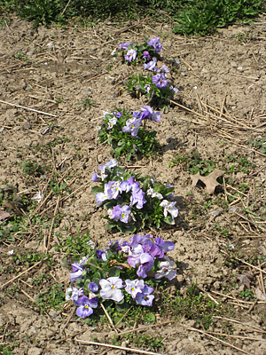 pansy mulched